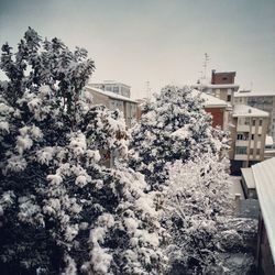 Trees and buildings against sky