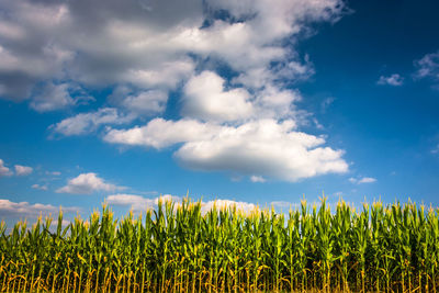 Crops growing on field against sky