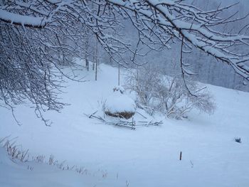 Bare tree on snow covered landscape