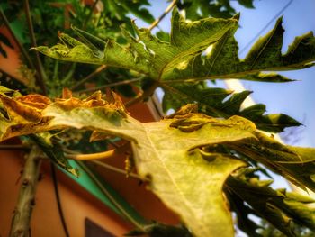 Close-up of autumnal leaves