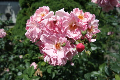 Close-up of pink flowers blooming outdoors