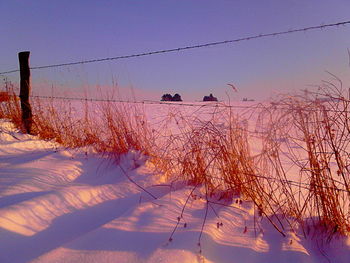 Bare trees on snow covered landscape