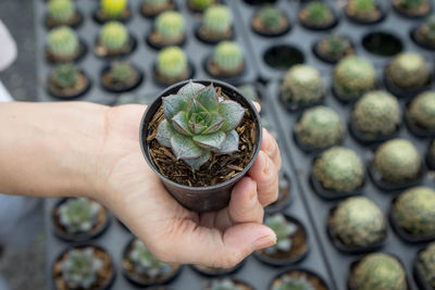 Close-up of hand holding cactus