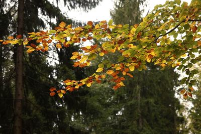 Close-up of autumn tree against sky