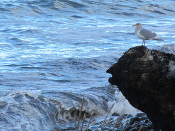 High angle view of seagull on beach