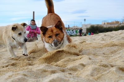 Dogs sitting on beach against sky