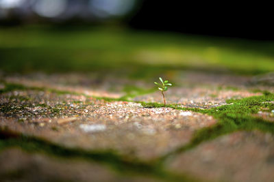 Surface level of grass