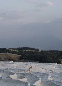 View of birds on shore against sky