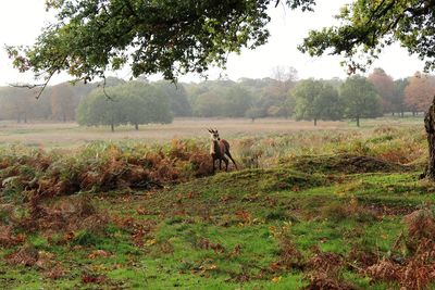 Sheep on field in forest