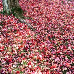 Full frame shot of red flowers on tree