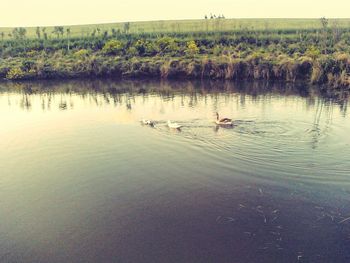 Swans swimming in lake