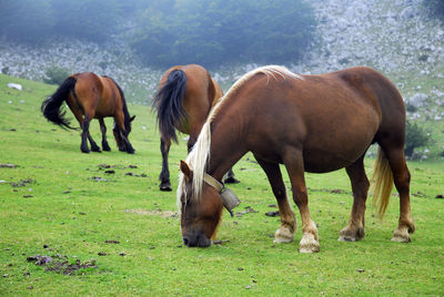 Horses grazing in a field
