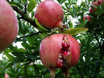 Close-up of apple on tree