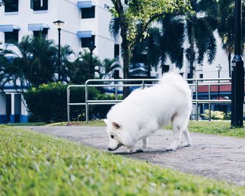 White dog on grass against trees