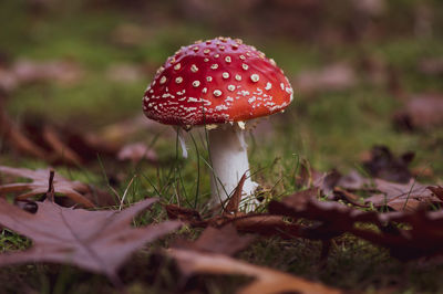 Close-up of mushroom growing on field