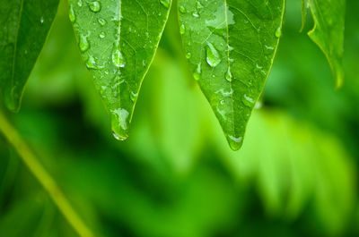 Close-up of wet leaf