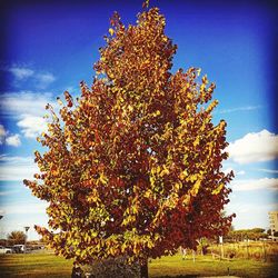 Low angle view of tree against sky during autumn