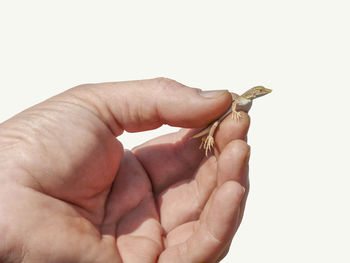 Close-up of person holding hands over white background