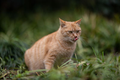 Cat sitting in a field