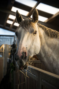 Close-up of horse in stable