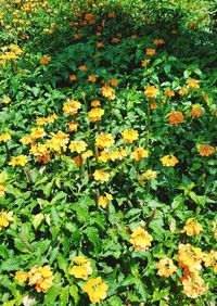 High angle view of yellow flowers blooming in park
