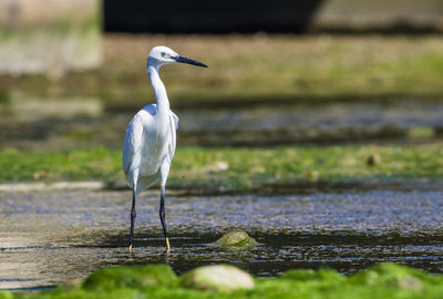 Bird perching on a lake