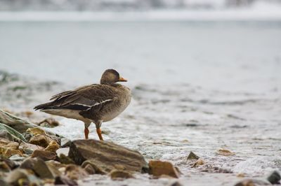 Close-up of goose on beach