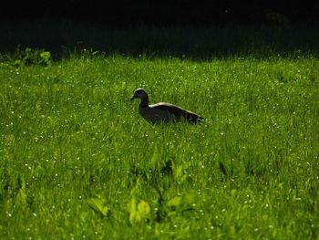 View of grassy field