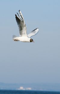 Close-up of seagull flying over sea against clear sky