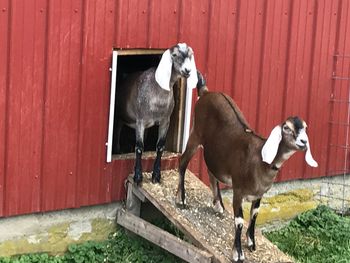 Horse standing on wood