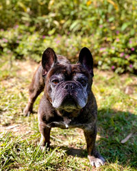 Portrait of a dog on field