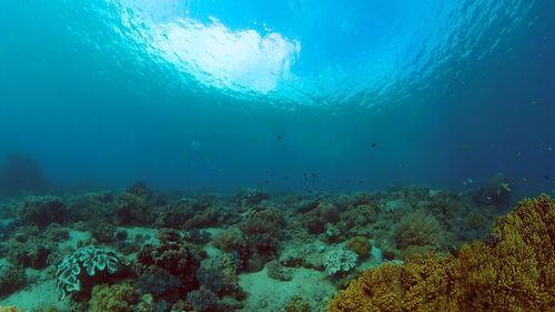 undersea