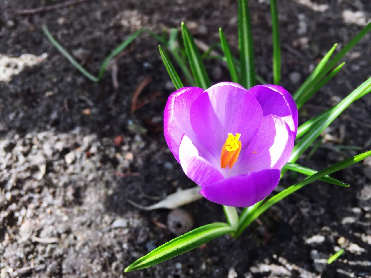 CLOSE-UP OF PURPLE CROCUS FLOWER ON LAND