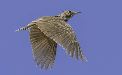 Low angle view of bird flying