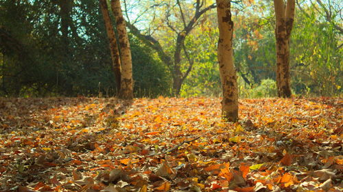 Autumn trees in forest