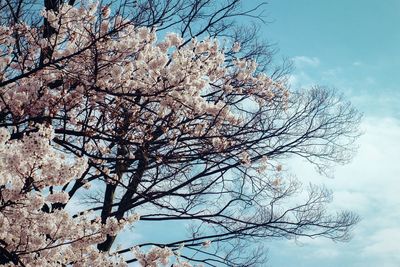 Low angle view of bare tree against sky