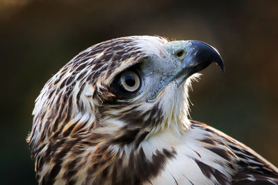 Macro view of a adult red tail hawk head