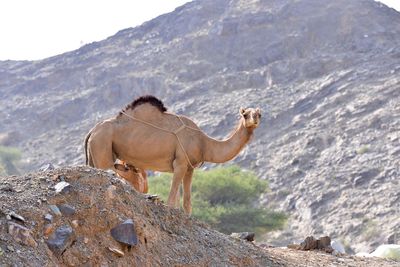 Camel feeding infant on landscape against sky