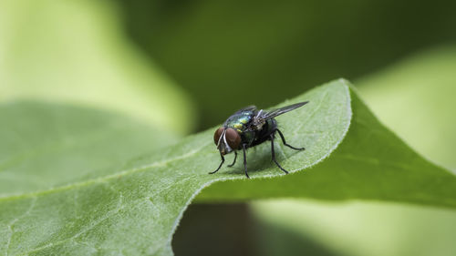 Close-up of fly on leaf