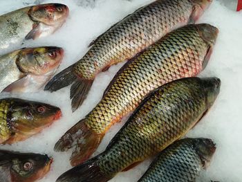 High angle view of fish for sale in market