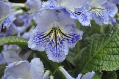 Close-up of purple flowers