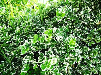 Full frame shot of plants