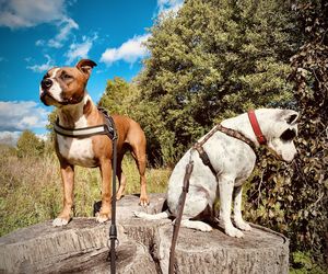 Dog standing on plants against sky