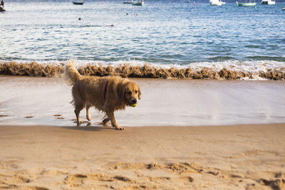 Dog plays in the sand of porto da barra beach in salvador, bahia.