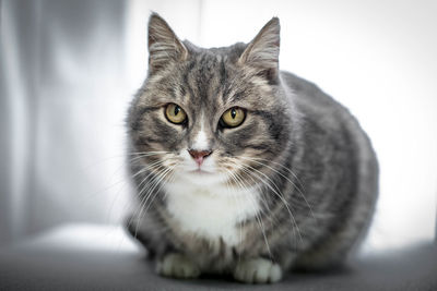 Close-up portrait of cat