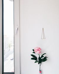 Pink rose against white door