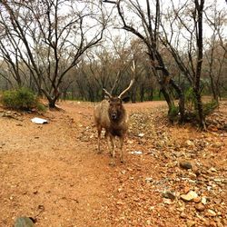 Deer on field in forest