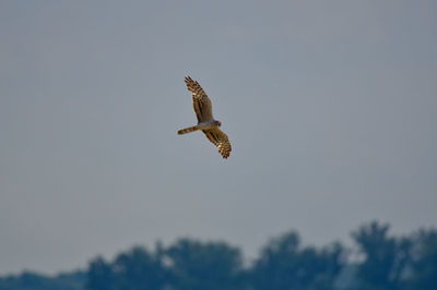 Low angle view of bird flying against clear sky