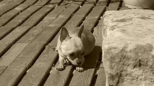 High angle view of dog looking away