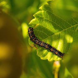 Close-up of insect on leaf